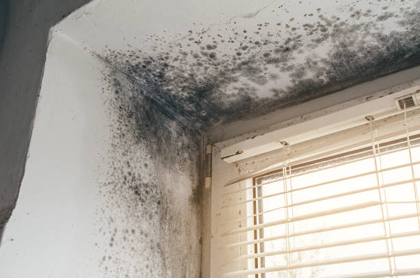 Trusted Mold Removal service in Allenwood, PA - Cheap Mold Removal